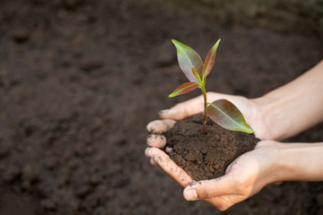 environment Earth Day In the hands of trees growing seedlings. Bokeh green Background Female hand holding tree on nature field grass Forest conservation concept,  reduce global warming.
