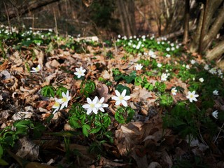 blühende Frühlingswiese im Wald