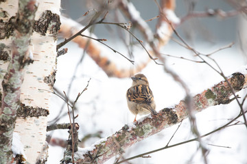 House  sparrows visit tree in garden, Brønnøy municipality, Nordland county - норвегия