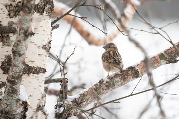 House  sparrows visit tree in garden, Br&oslash;nn&oslash;y municipality, Nordland county ,Norway