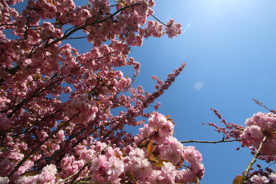 Cerisier en fleur au printemps