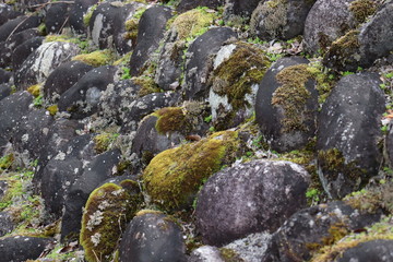 苔と岩
