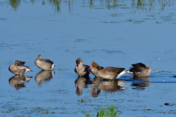 Graugänse in der Oberlausitz am Morgen	