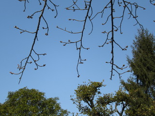 春分の青い空と雲