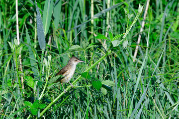 Teichrohrsänger (Acrocephalus scirpaceus) im Regen