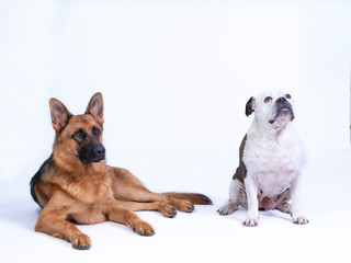 Portret of two dogs, white brown English bulldog and a brown black German Shepherd, dogs looking at each other left, on a white background, copy space