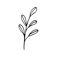 Fototapeta na wymiar Cute single hand drawn herbal elements. Doodle vector illustration for wedding design, logo and greeting card.