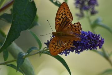 Schmetterlinge bei der Suche nach Nektar
