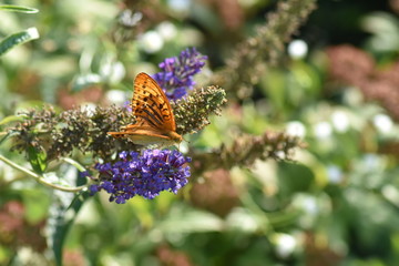 Schmetterlinge bei der Suche nach Nektar