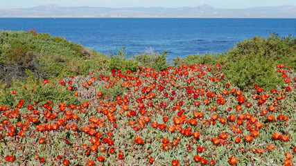 Delosperma flowers. Red flowers succulent called Delosperma "Jewel of the Garnet of the Desert"