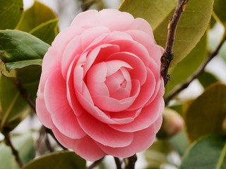 乙女椿　乙女椿の花