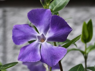 ツルニチニチソウ