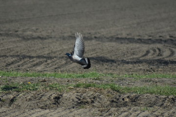 Taube beim Abflug