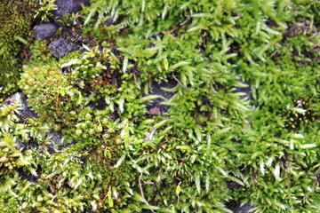 岩場に生える植物