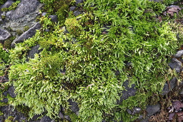 岩場に生える植物