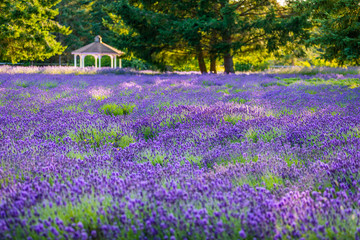 Obraz premium Martha Lane Lavender Farm, Sequim, Washington state