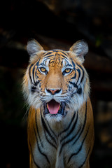 Tiger face on black background