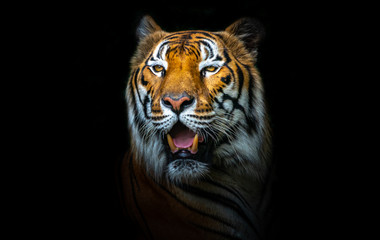 Tiger face on black background