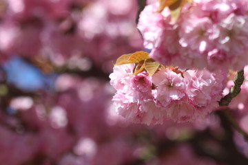 Cerisier en fleur au printemps