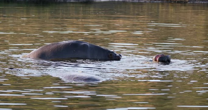 Two young male hippopotamus Hippopotamus amphibius, rehearse fray and fighting with open mouth and showing tusk. Pilanesberg National Park, South Africa safari, wildlife photography