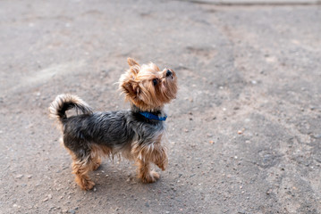 Yorkshirskiy Terrier in the city, on the walk.