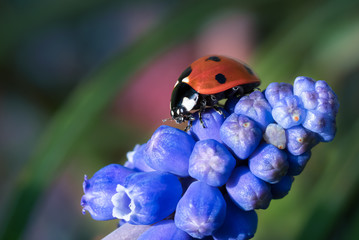 Close up of a ladybug on a blue grape hyacinth flower