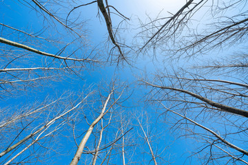 Deep and upward dry forest