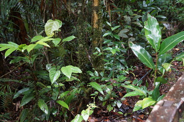 Kinabalu Nature Park is a nature park aimed at protecting the mountain area centered on three mountains. It is a national park in Malaysia and was listed as a UNESCO World Heritage Site in 2000.
