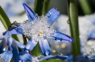 Close up of Glory of the Snow flower with melting snow seen from low angle