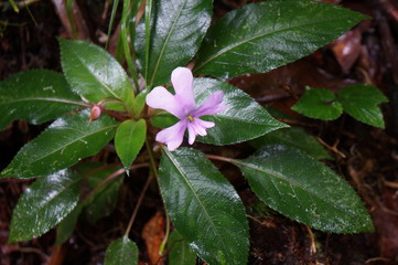 
It is a flower of Kinabalu Nature Park.