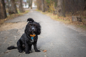 Black dog is sitting in the park