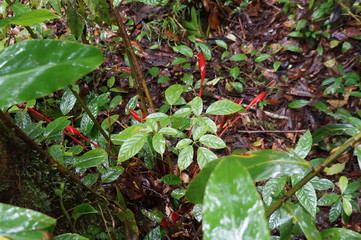 Kinabalu Nature Park is a nature park aimed at protecting the mountain area centered on three mountains. It is a national park in Malaysia and was listed as a UNESCO World Heritage Site in 2000.