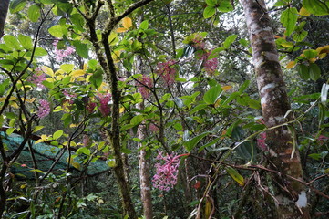 Kinabalu Nature Park is a nature park aimed at protecting the mountain area centered on three mountains. It is a national park in Malaysia and was listed as a UNESCO World Heritage Site in 2000.