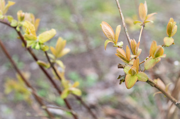 Edible honeysuckle fresh leaves in spring