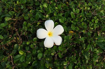frangipani flower on green background