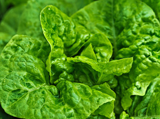 It is green and juicy lattuce dotted drops rain.