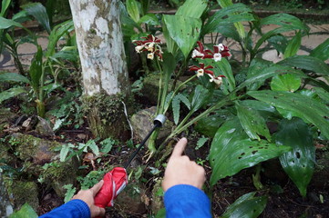 Fototapeta premium Kinabalu Nature Park is a nature park aimed at protecting the mountain area centered on three mountains. It is a national park in Malaysia and was listed as a UNESCO World Heritage Site in 2000.