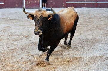 toro español