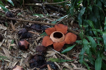 It is a picture of Kota Kinabalu in September 2017. This is a photograph of Rafflesia, well known...