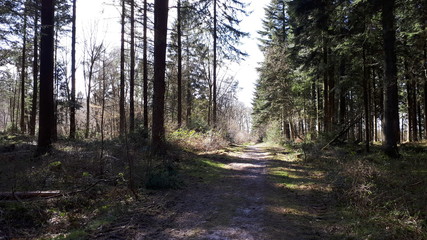 March: spring sun in the winter forest