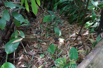 It is a picture of Kota Kinabalu in September 2017. This is a photograph of Rafflesia, well known as the “World's Largest Flower”. The black one is withered Rafflesia.