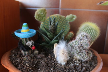 cactus in a pot