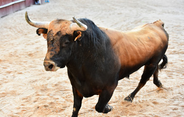 toro español