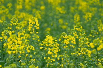 Fototapeta premium Close up of rape flower