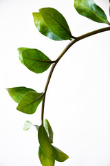 a branch with green leaves. houseplant. green flower on a white background.