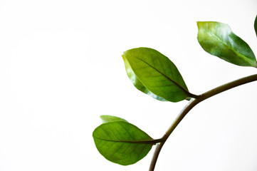 a branch with green leaves. houseplant. green flower on a white background.