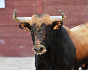 toro español con grandes cuernos en un tradicional espectáculo de toreo