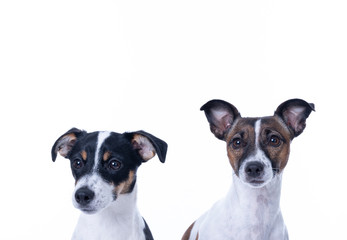 Two brown, black and white Jack Russell Terrier posing in a studio, headshot, isolated on a white background, copy space
