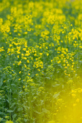 Close up of rape flower