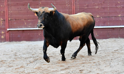 toro negro español con grandes cuernos